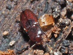 Cerylon ferrugineum