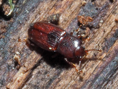 Cerylon ferrugineum