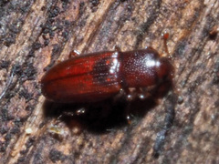 Cerylon ferrugineum