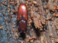 Cerylon ferrugineum