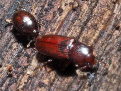 Cerylon ferrugineum