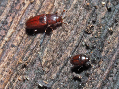 Cerylon ferrugineum