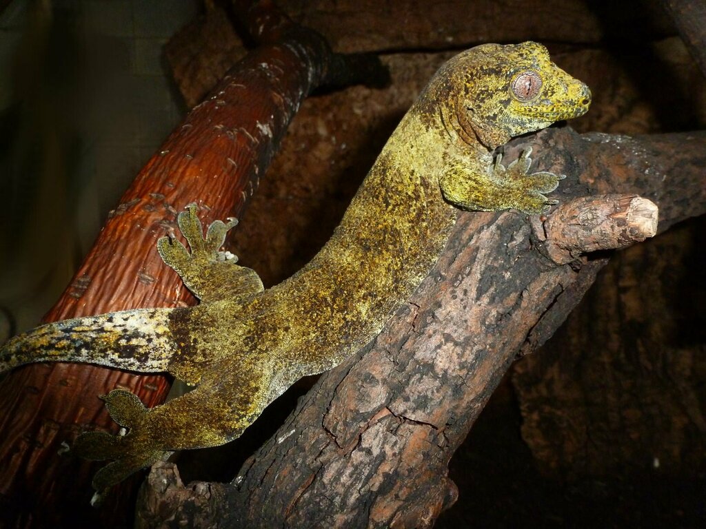 Giant Banana Gecko
