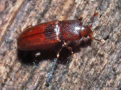 Cerylon ferrugineum