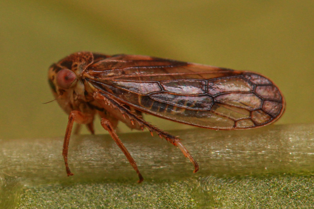 Leafhopper