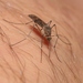 Cold Weather Mosquito - Photo (c) James Bailey, some rights reserved (CC BY-NC), uploaded by James Bailey