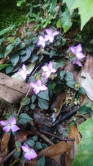 Sarcopyramis napalensis delicata