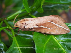 Abantiades argyrosticha