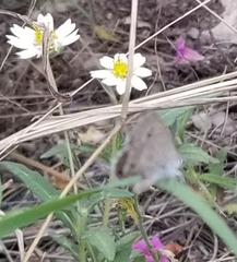 Melampodium leucanthum