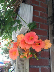 Campsis grandiflora