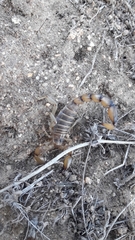 Bothriurus coriaceus