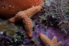 Allostichaster capensis