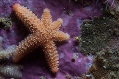 Allostichaster capensis