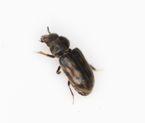 Heterocerus marginatus