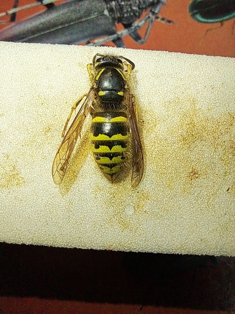 Dolichovespula omissa
