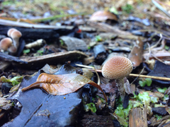 Tympanella galanthina