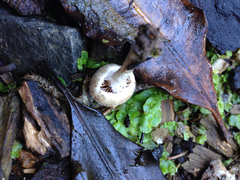 Tympanella galanthina
