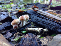 Tympanella galanthina