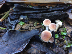 Tympanella galanthina