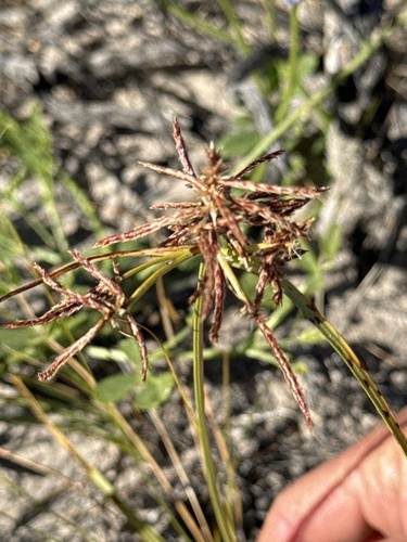 West Indian flatsedge (Cyperus confertus)