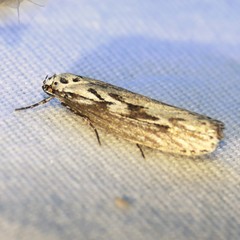 Ethmia semitenebrella
