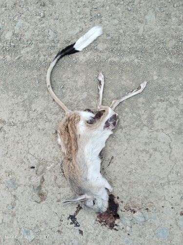 Great Jerboa