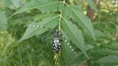 Anoplophora macularia