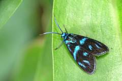 Clelea sapphirina