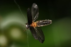 Lamprohiza splendidula