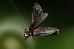 Lamprohiza splendidula