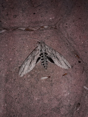 Sphinx leucophaeata