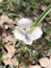 Calochortus coeruleus