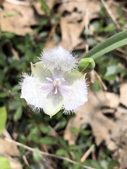Calochortus coeruleus