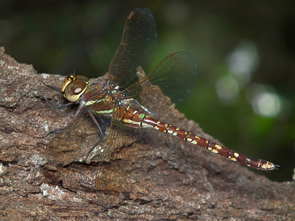 Blue-spotted Hawker