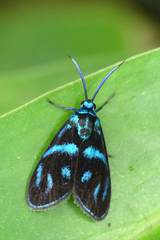 Clelea sapphirina