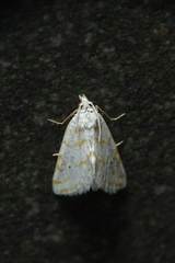 Patissa fulvosparsa