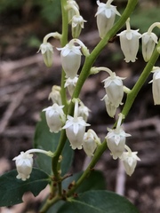 Leucothoe davisiae