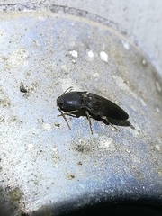 Heteroderes amplicollis