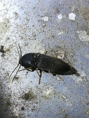 Heteroderes amplicollis