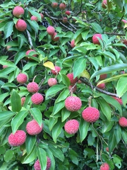 Cornus capitata