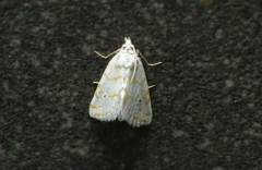 Patissa fulvosparsa