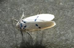 Comocritis albicapilla