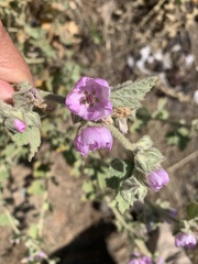 Malacothamnus foliosus
