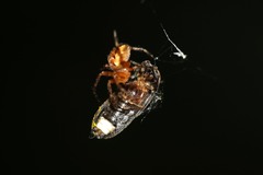 Lamprohiza splendidula