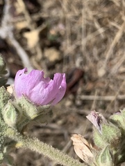 Malacothamnus foliosus