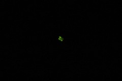 Lamprohiza splendidula