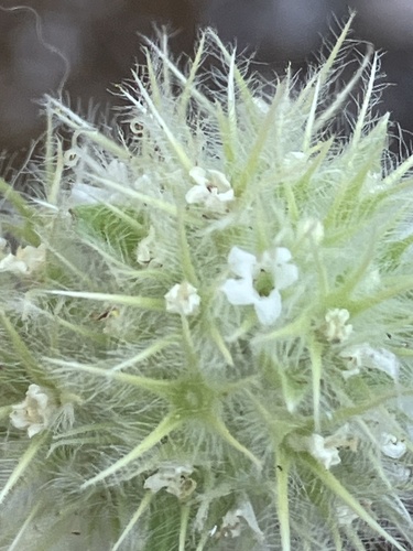 Image of Thymus mastichina by (c) Aaron Liston, some rights reserved (CC BY)