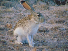 Lepus callotis