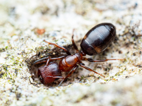 (c) bugzone, some rights reserved (CC BY-NC)