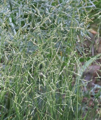 Puccinellia tenuiflora